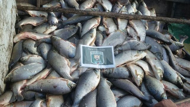 Secuestraron 1.325 sábalos y cientos de metros de redes de pesca