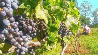 Entre Ríos realiza el Censo y Encuesta Provincial a productores vitivinícolas. El operativo se emprende con el apoyo del gobierno entrerriano y el CFI