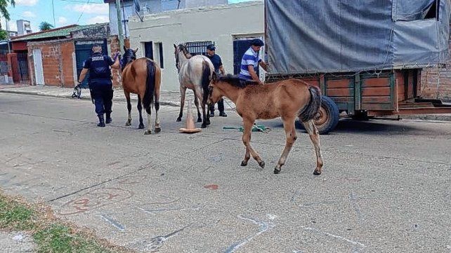 Pretenden normalizar el uso responsable de los equinos en la vía pública.