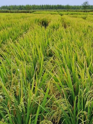 Presentan dos nuevas variedades de arroz adaptadas a los sistemas productivos nacionales