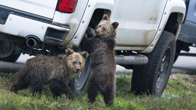 Las divertidas imágenes  del Comedy Wildlife Photography Awards 2020