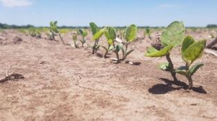 Avanza la siembra de soja en el centro-norte de Santa Fe por óptimas condiciones del suelo