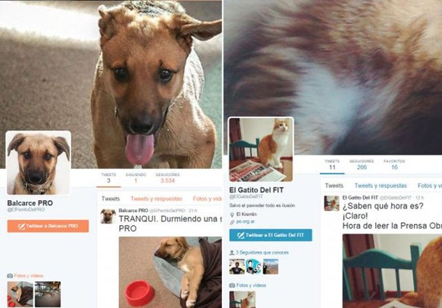El perro del PRO ya tiene a un gato de izquierda que lo provoca