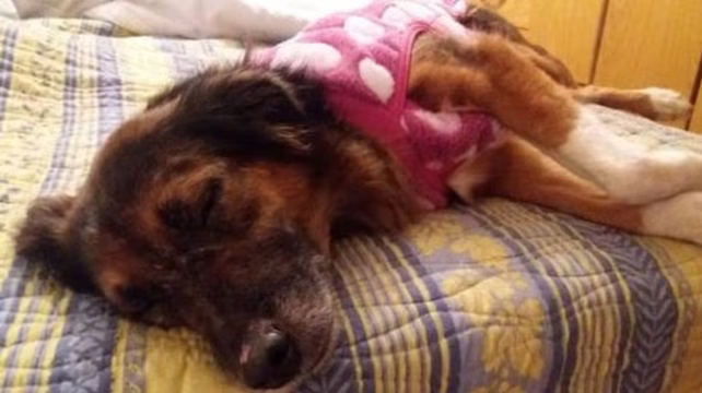 Mona, la perrita que se perdió antes de subir a un avión en 2019