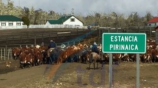 Roban trescientas vacas en una estancia de Tierra del Fuego