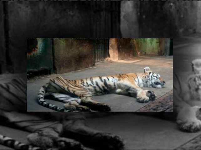 Los tigres son mantenidos en pésimas condiciones hasta que mueren de hambre (Foto: @rubithecat)