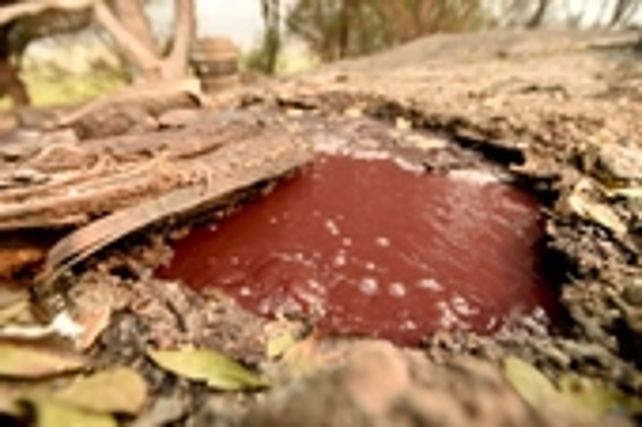 Torrentes de vino hirviente corren bajo las bodegas.