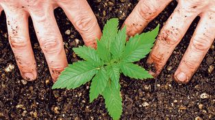 Cultivar el derecho a la salud