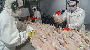 Japón había definido la suspensión en febrero de este año luego de la aparición de un caso de influenza aviar en aves de traspatio.