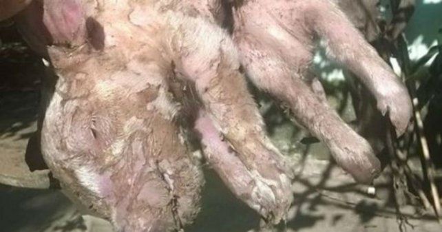 Un puerco araña alborotó a todos en Salta