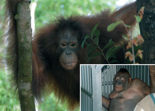 Prostituyen a hembras de orangután en burdeles: las depilan y pintan los labios