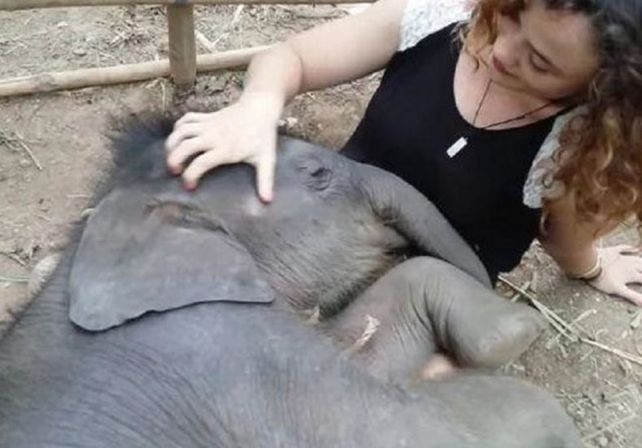 El video de una mujer que le canta a un elefante es furor en la web