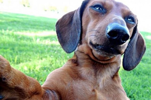 Fotos selfies de los animalitos más divertidos