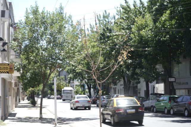 Ola de calor: una ONG pide que los vecinos rieguen los árboles de las veredas
