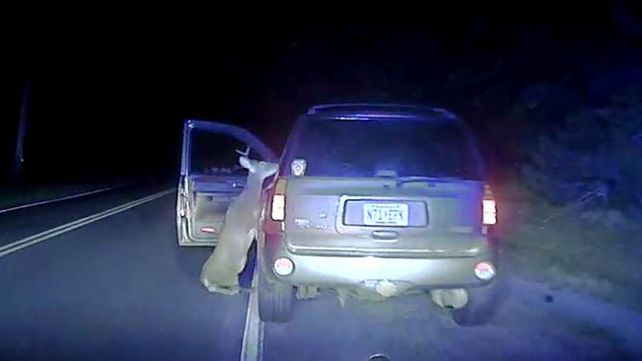 Este venado se defendió tras ser atropellado por un auto Este venado se defendió tras ser atropellado por un auto