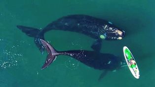 Las ballenas visitan la costa de la península de Valdés como cada año