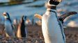 Punta Tombo inauguró la temporada de pingüinos con nuevos senderos y espacios renovados