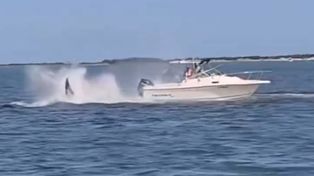 Una ballena murió en Nueva Jersey tras ser impactada por una lancha