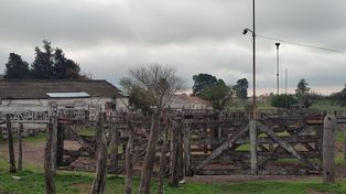 El stock ganadero caerá por tercer año consecutivo.