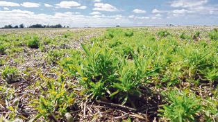 En Argentina, las malezas resistentes en trigo pertenecen a las crucíferas, gramíneas y otras latifoliadas como Rama negra, Yuyo colorado y algunos cardos.