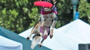 Perros voladores son las estrellas del campeonato del mundo de dogfrisbee