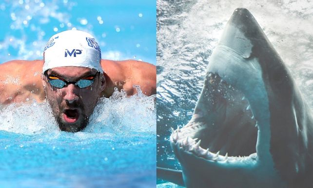Michael Phelps compitió contra un tiburón blanco: Muchos creen que estoy loco