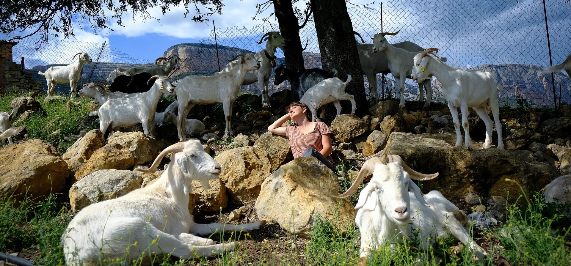 Lizarza Solana, pastora, toma un descanso al sol mientras sus animales se relajan en un pasto cerrado. La jóven pasó el verano pasado como becaria en una finca trabajando para revitalizar la población de Cabras catalanas. Foto: Paroma Basuara para The Guardian