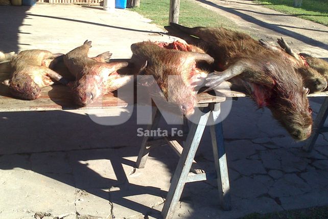 Villa Ocampo: apresaron a depredador con especies protegidas y en vías de extinción