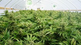 Los negocios que se prenden alrededor del cannabis medicinal e industrial 