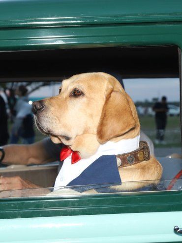 La historia de Sasha, el perro que pasea en autos antiguos por Rosario