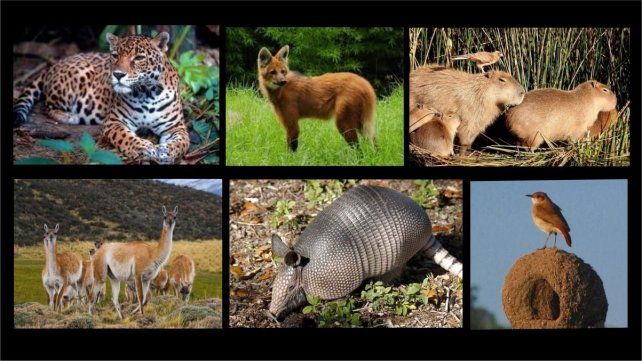 Animales de Argentina Animales de Argentina