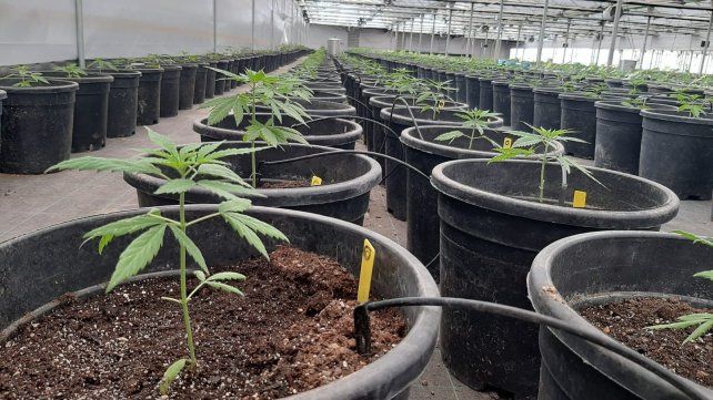 La industria del cannabis tiene un enorme potencial y representa un nuevo vector para abrir una agenda de inversión