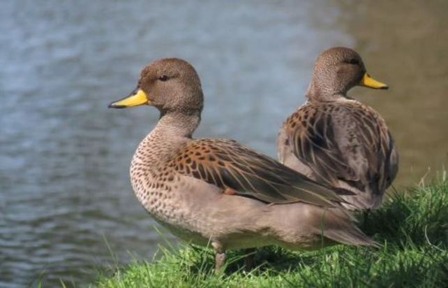 La reserva natural San Jorge se encuentra entre la autopista Rosario-Córdoba