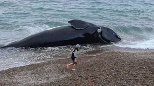 Alarma por la alta mortandad de ballenas francas en península Valdés