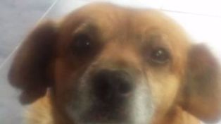 Continúan los brutales ataques a animales: cortan a un callejero a la mitad