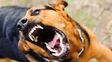 Una docente murió tras ser atacada por sus dos perros en la localidad cordobesa de Pilar