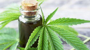 Darán de baja 300 mil permisos del Reprocann, el programa de cannabis medicinal