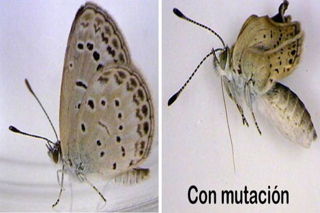 El accidente en la Planta de Fukushima causó mutación en mariposas