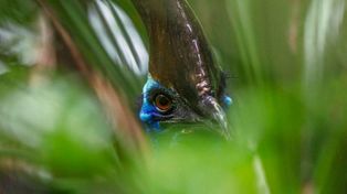 Un hombre murió al ser atacado por uno de los pájaros más peligrosos del mundo