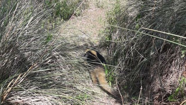 La provincia liberó un oso melero en su hábitat