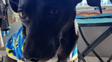 Fuerte reclamo para que Lolo, un perro de Rosario, no vuelva con su presunto abusador