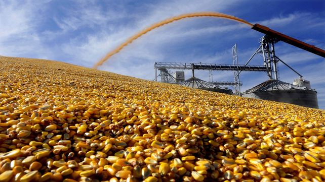 Mercados. El Crop Tour proyectó un rinde promedio de 108
