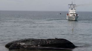 Al menos 15 ballenas franca australes fueron encontradas muertas en los últimos diez días en el Golfo Nuevo, en el interior de Península Valdéz.