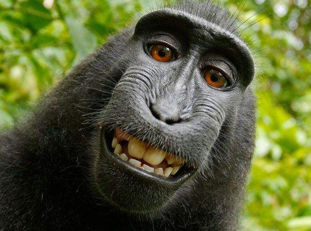 Niegan derechos de autor al mono que se hizo una selfie
