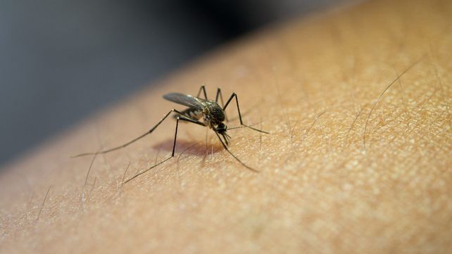 La situación por el aumento de los casos de dengue en Rosario es muy preocupante.
