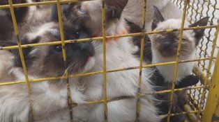 Una mujer acumuladora compulsiva tenía 17 gatos en muy mal estado