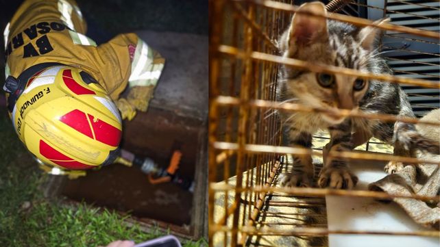 Los bomberos voluntarios rescataron a una gatita que estaba atrapada en un desagüe este jueves por la noche