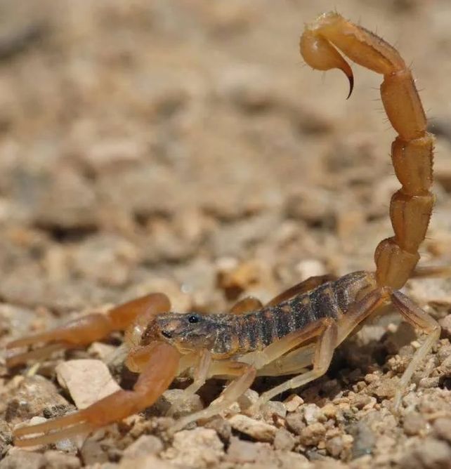 Alacranes