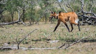 La hembra de aguará guazú liberada en San Javier había sido capturada cuando era cachorra porque fue hallada sin su madre. La evaluaron, la cuidaron durante casi dos años y la adaptaron para vivir en su hábitat natural.