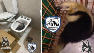 Los animales rescatados por la Brigada Ecológica y Rescate Animal